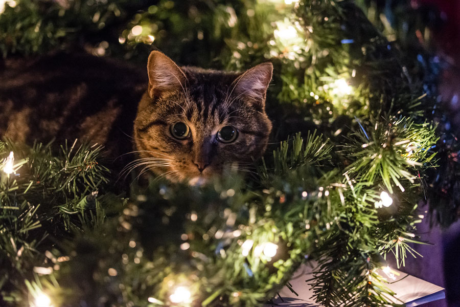 Wreath cat 2016 photo