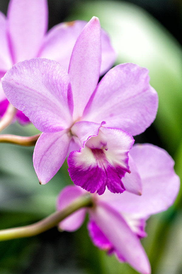 Purple flowers Hawaii photo