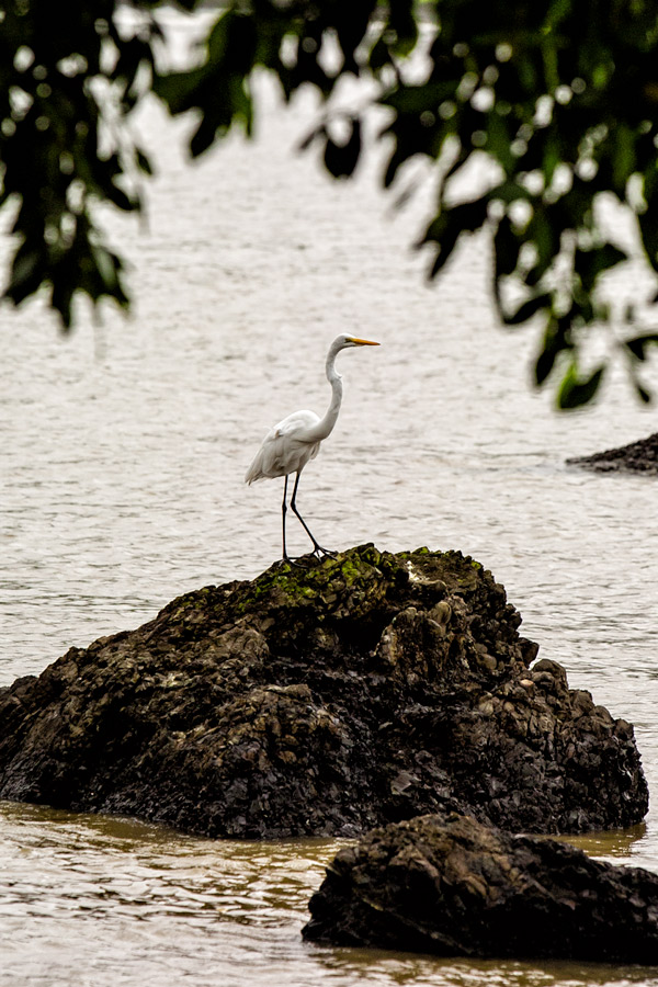 White bird in Panama photo