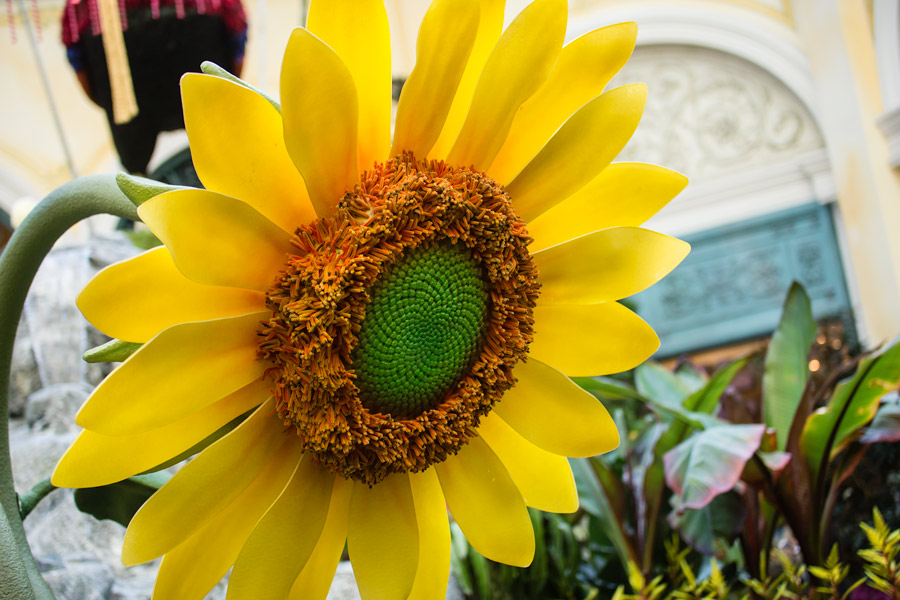 Sunflower Las Vegas photo
