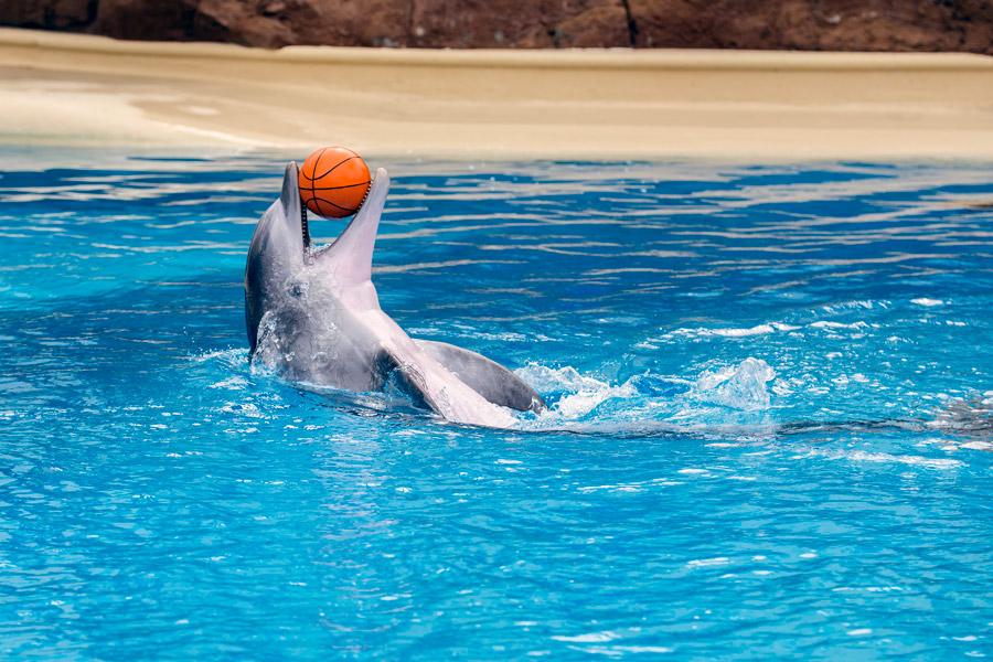 Dolphin basketball photo