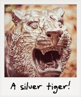A silver tiger!