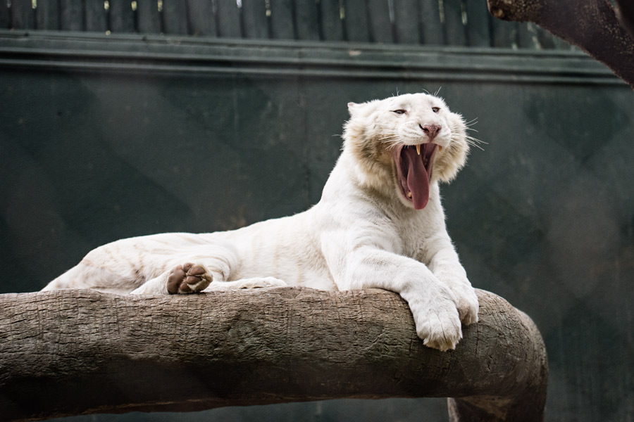 Tiger yawning photo