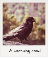 A marching crow!