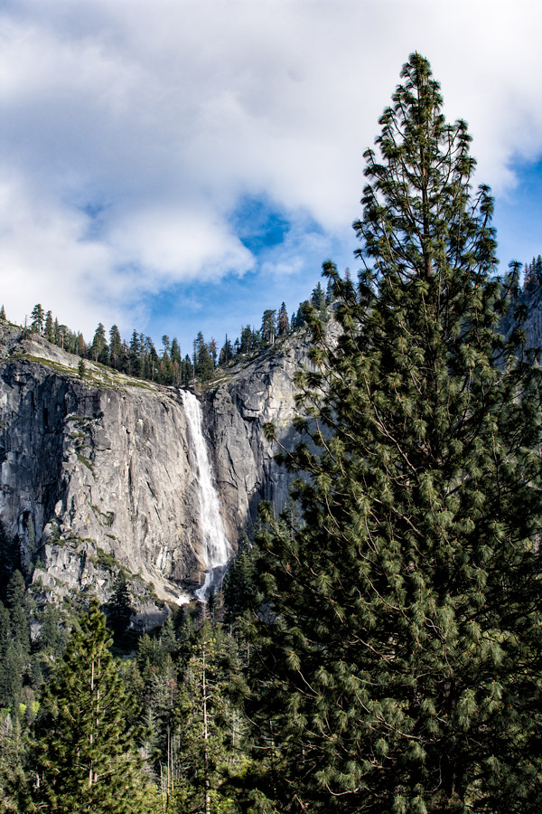 Tree and waterfall Yosemite photo