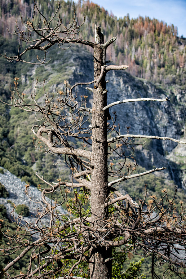 Dead tree and rocks Yosemite photo