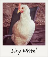 Silky White!!