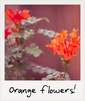 Orange flowers!