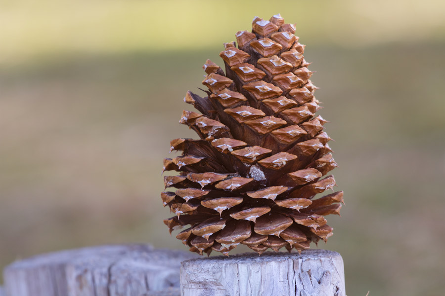 Pine cone photo