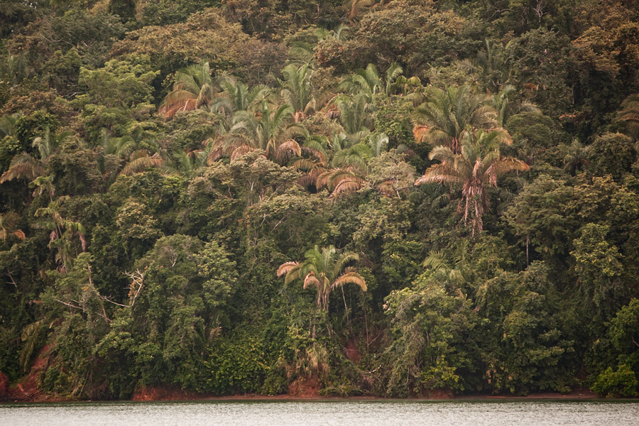 Jungle Panama photo