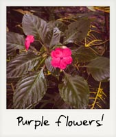 Purple flowers!
