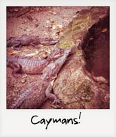 Caymans!