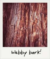 Webby bark!