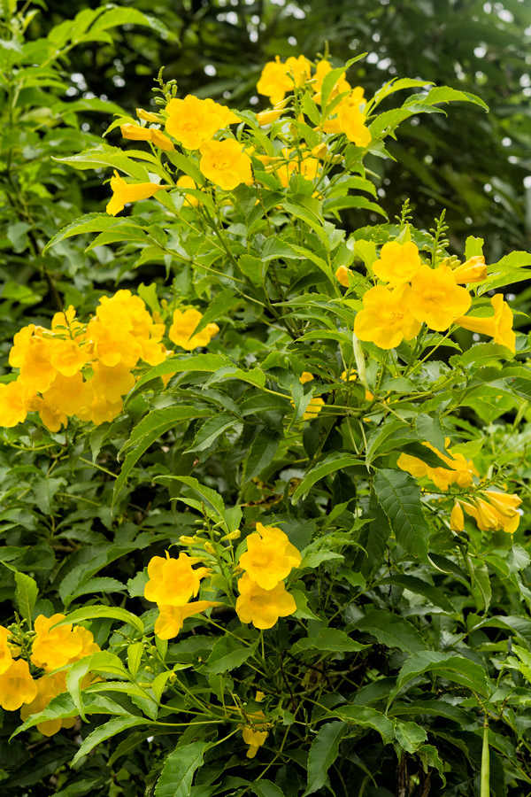 Yellow flowers panama photo