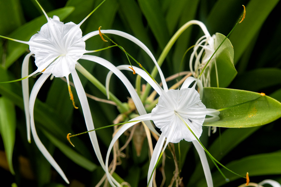 Panama white flowers photo