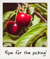 Ripe for the picking!