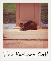 The Radisson Cat!