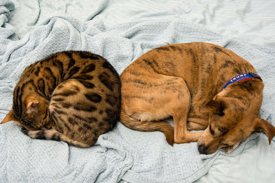 Dog and cat photo