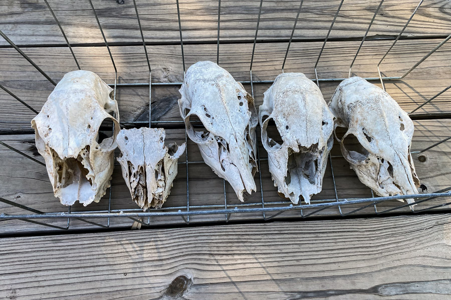 Deer skulls photo